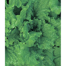 Leaf lettuce