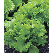 Lettuce growing in a garden