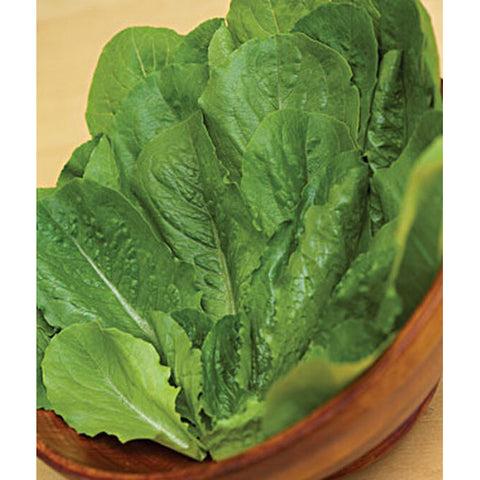 Lettuce in a bowl