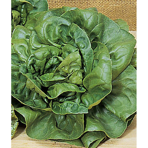 Lettuce heads