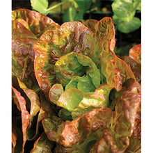 Four Season lettuce