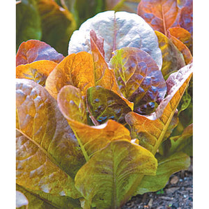 Four season lettuce