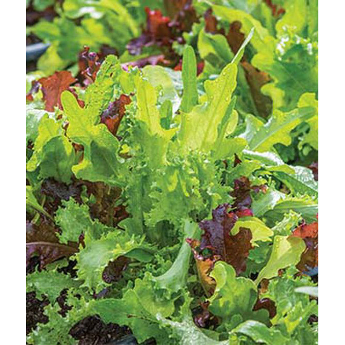 Mesclun mix