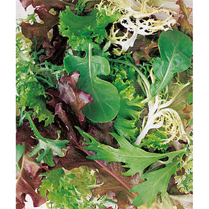 Spicy Mesclun lettuce mix