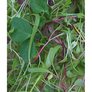 Microgreens rainbow mix