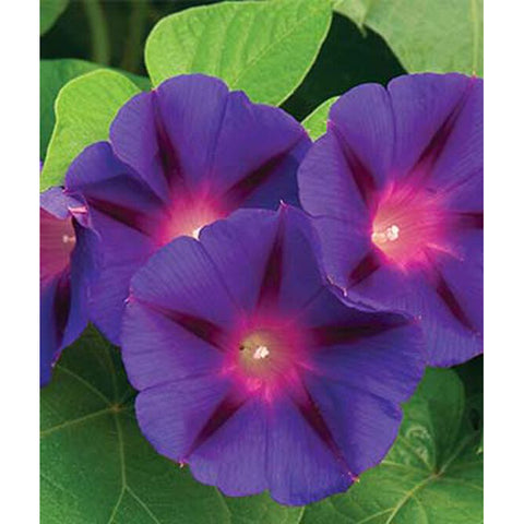 Grandpa Ott Morning Glory flowers