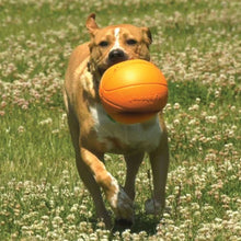 Dog Playing with Basketball