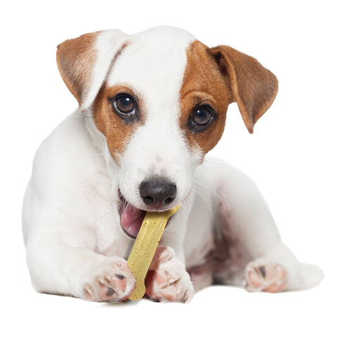 Moderate FlexiChew Chicken Flavored Dry Bone Dog Chew Toy Regular