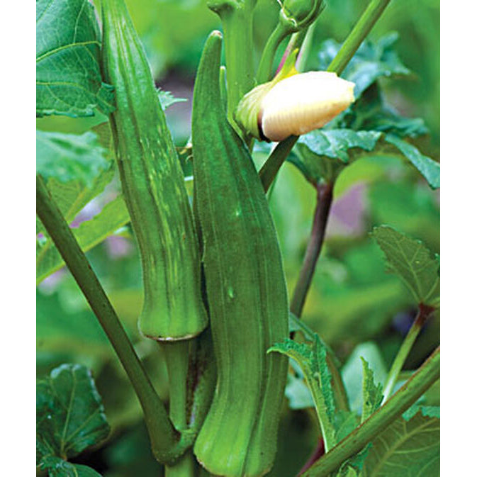 Okra plant