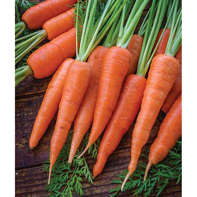 Danvers Carrots