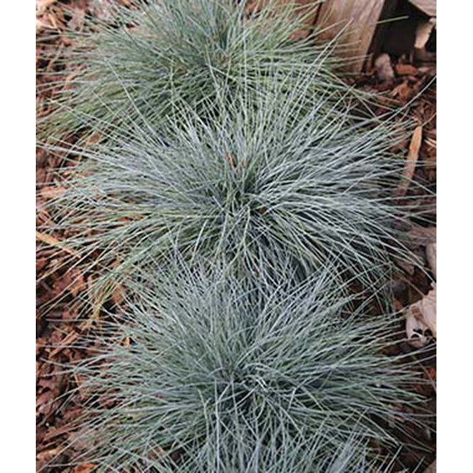 Blue Fescue Grass