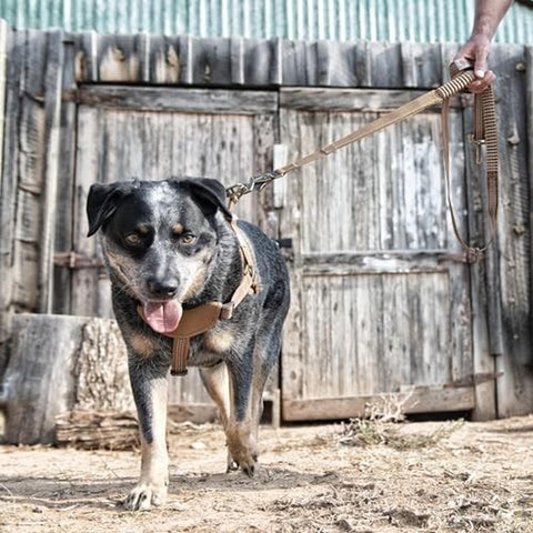 Shock Absorbing Control Leash