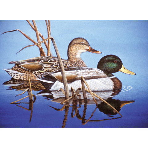 Duck picture