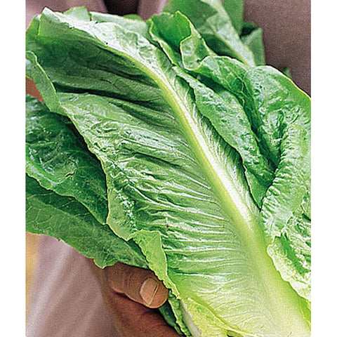 White Paris Lettuce