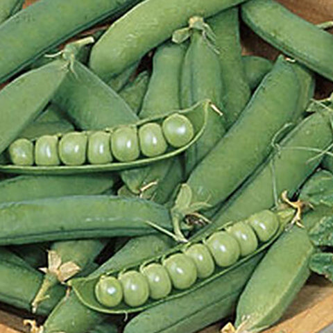 Burpeeana Early peas
