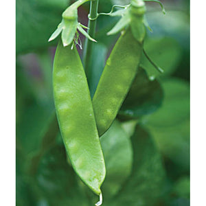 Super Snappy peas