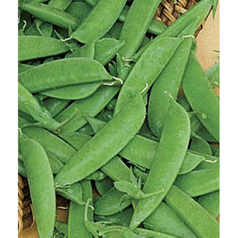 Sugar Daddy peas