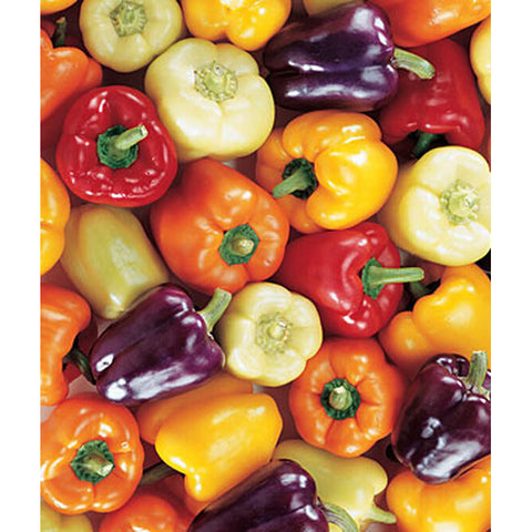 Carnival Blend sweet peppers