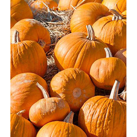Cherokee Bush pumpkins