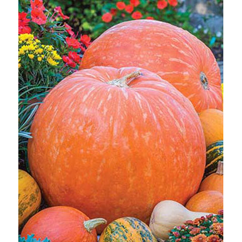 Big Max Pumpkins