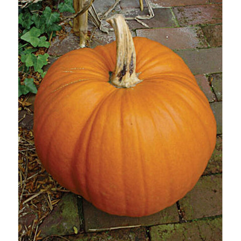Pumpkin