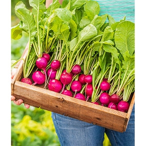 Purple radishes