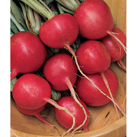 Radishes