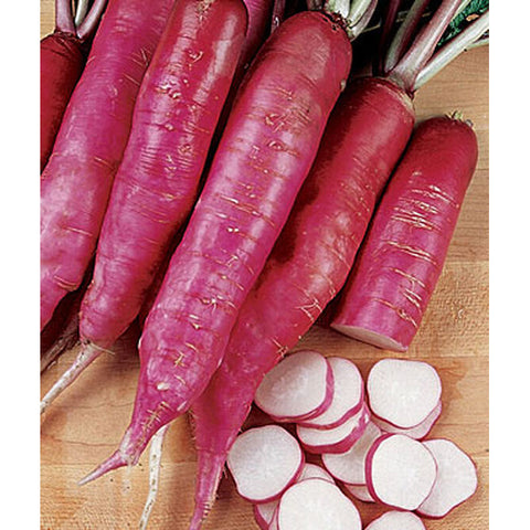 Salad radishes