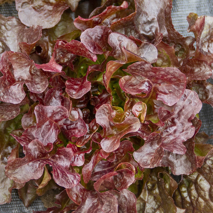 Red Sails Lettuce Seeds 9905700