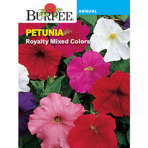 Royalty Petunia flowers