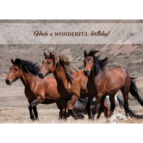 Wild Horses Birthday Boxed Cards SBEG22179