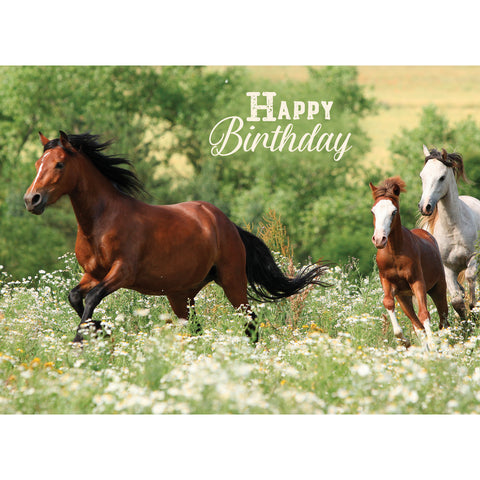 Wild Horses Birthday Boxed Cards SBEG22179