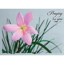 Sympathy Lilies Boxed Cards SBEG22185