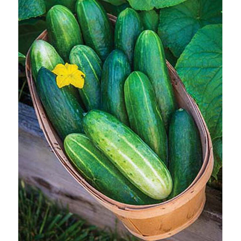 Cucumbers in a basket