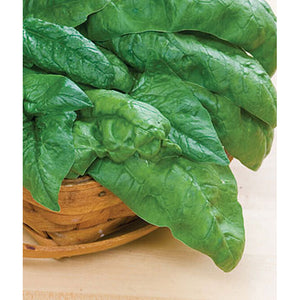 Bloomsdale Spinach