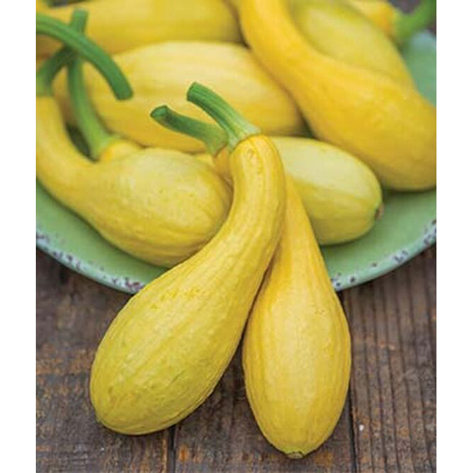 Golden squash