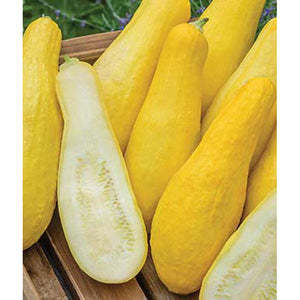 Yellow organic squash