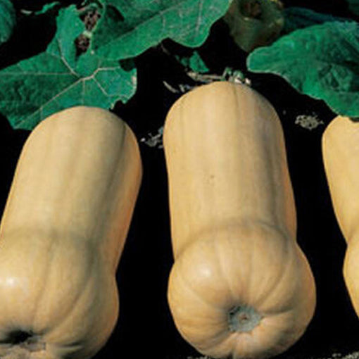 Butternut squash