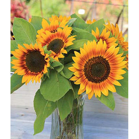 Fire Catcher Sunflowers