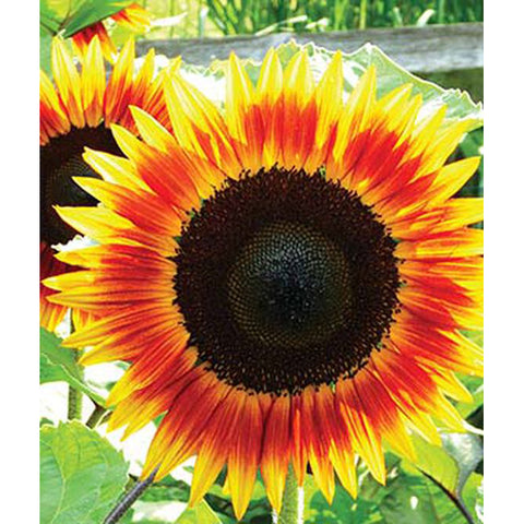 Sunflower bloom