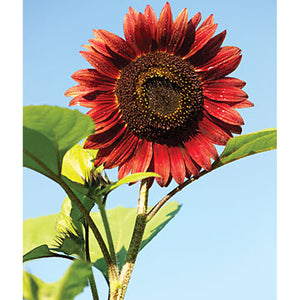 Chianti sunflower