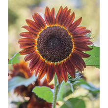 Chianti sunflower