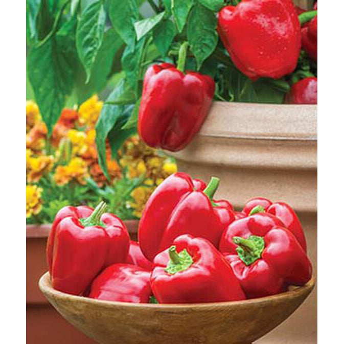 Sweet Jungle Parrot peppers 