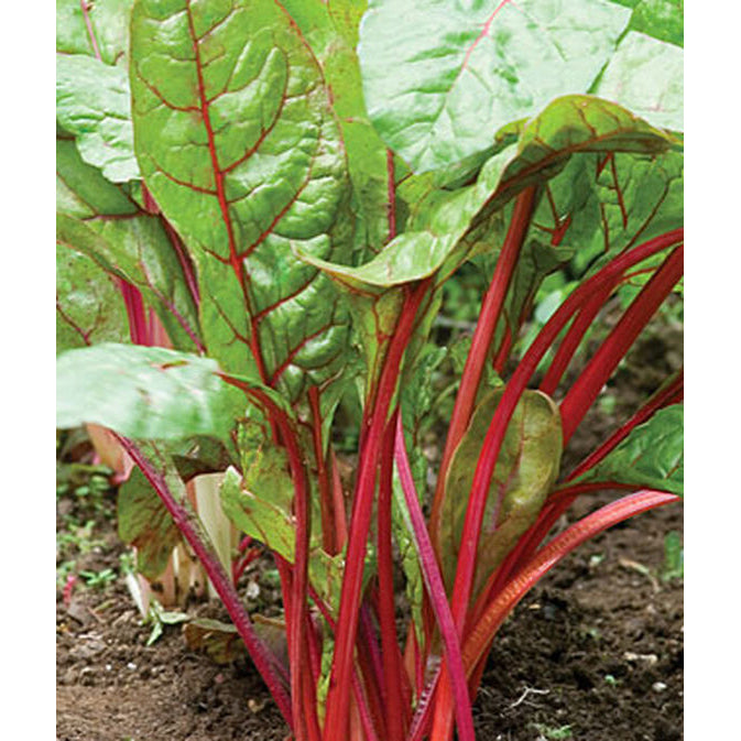 Burpee Organic Ruby Red Swiss Chard Seed Pack 68616 – Good's Store Online