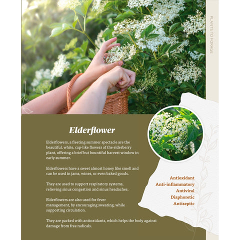 The Nourishing Harvest