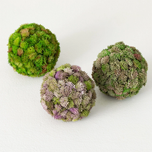 Sedum Orb 3 pk 02897ORB 1