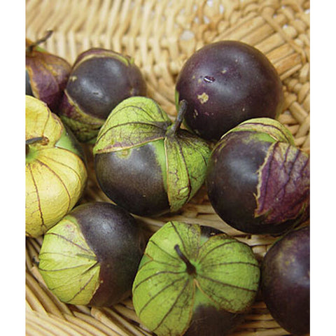 Purple tomatillas