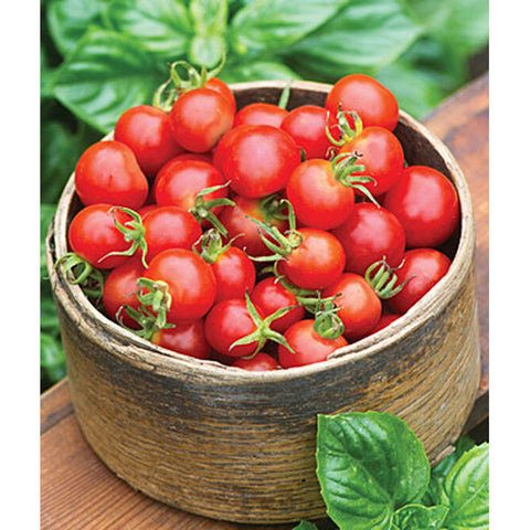Baby Boomer tomatoes