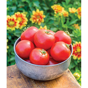 Cloudy Day tomato plants