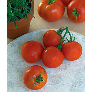 Round red tomatoes